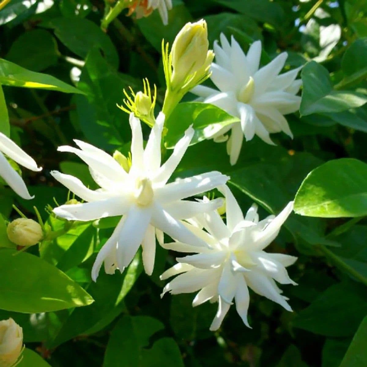 Malle/Mallige (Jasmine)