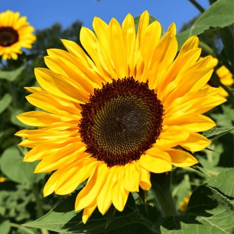 Sun Flower