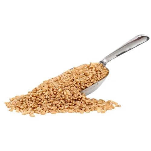 wheat