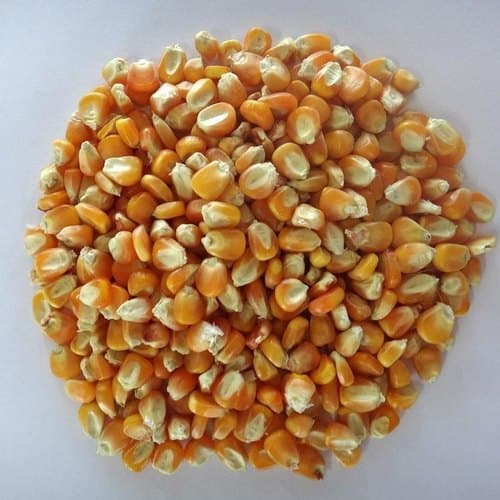 MAIZE
