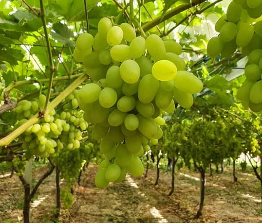 GRAPES