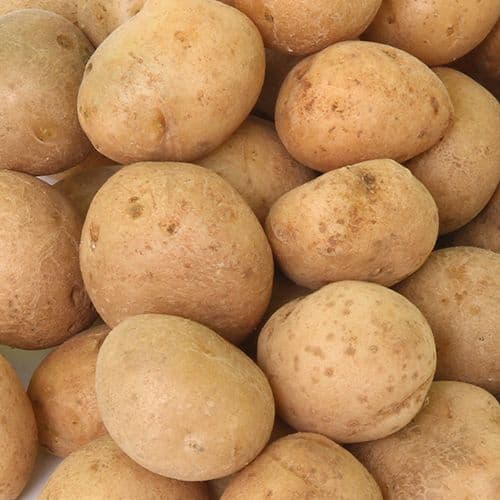 POTATO