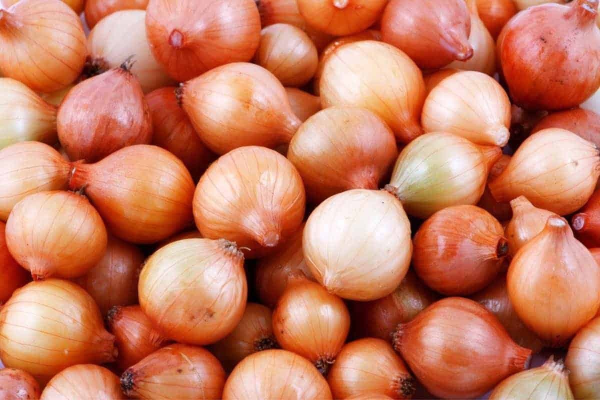onion