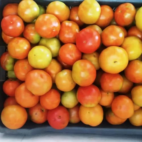 Tomato