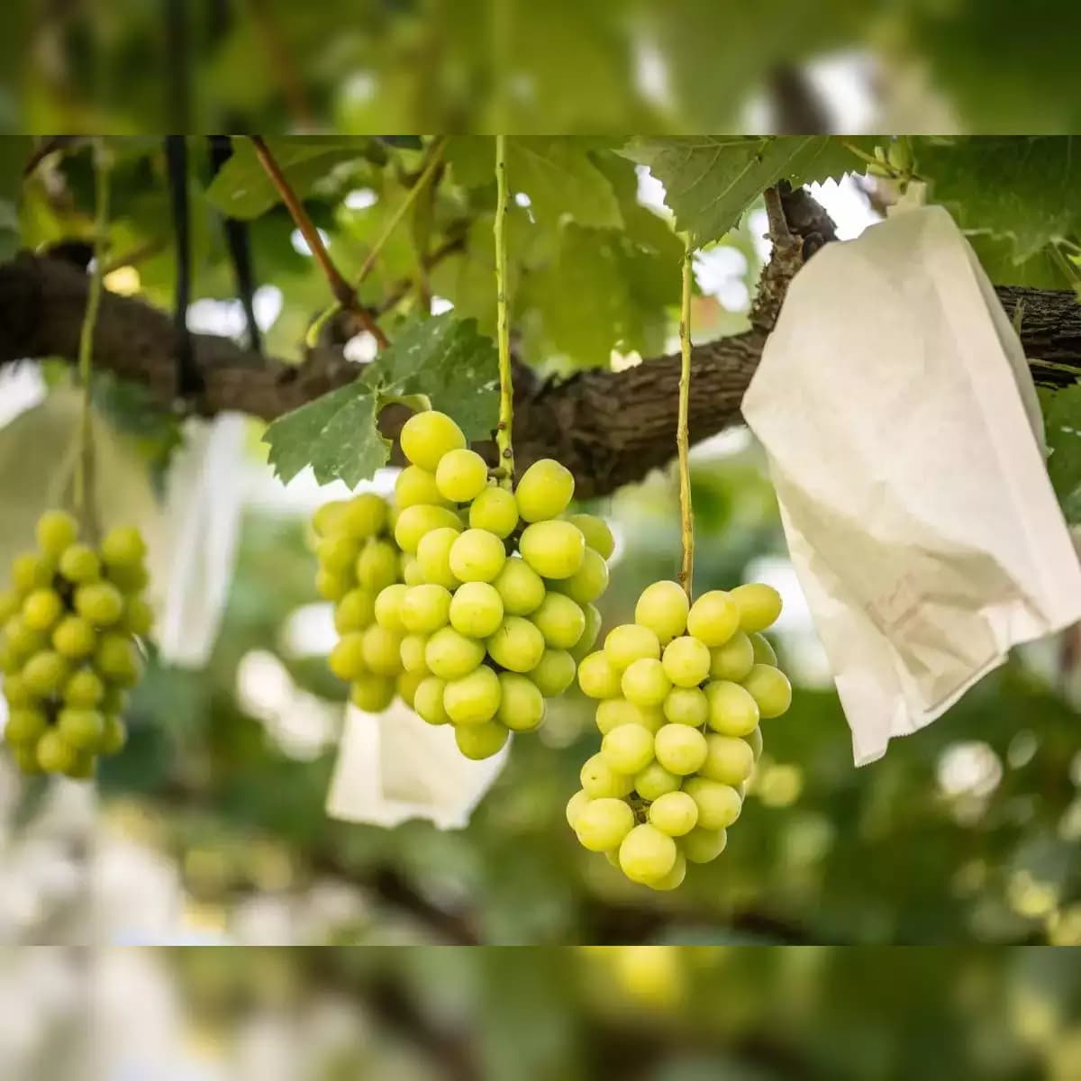 Grapes