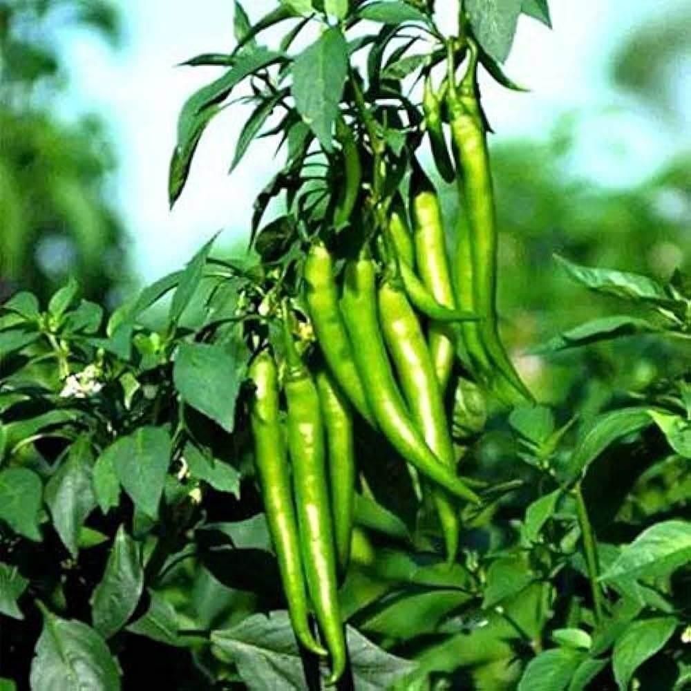 Green chilli