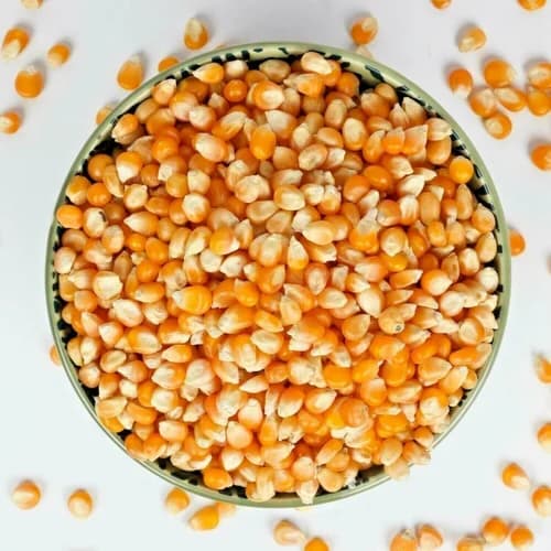 Maize