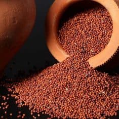 Ragi Finger Millet