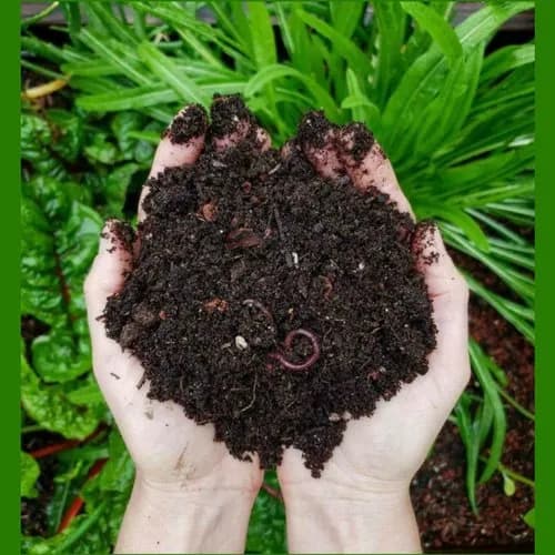 organic vermi compost