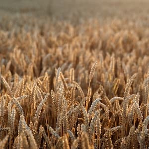 Wheat