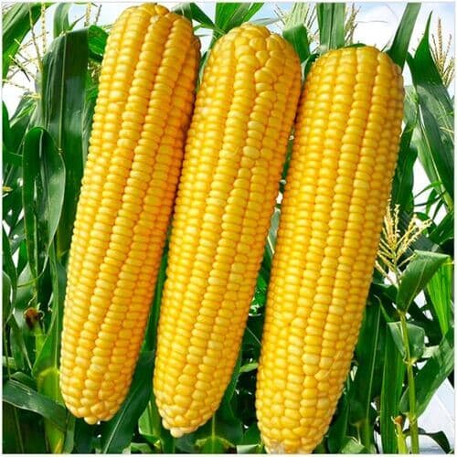 Maize