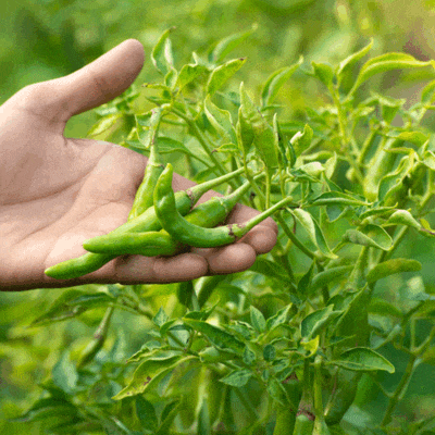 Green Chillies