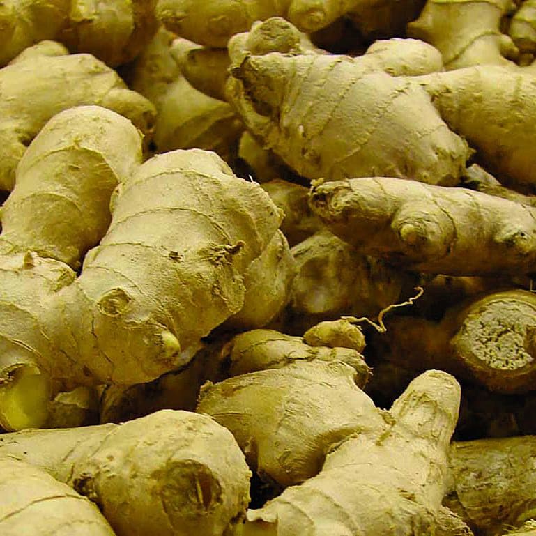 Ginger