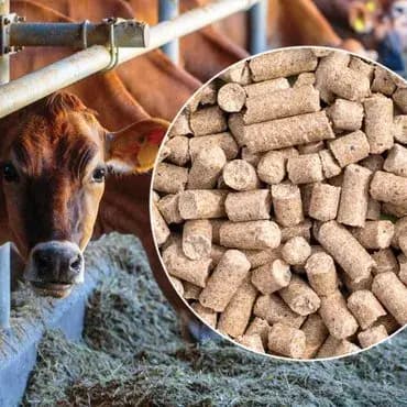 Cattle Feed