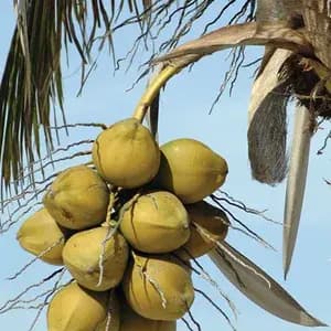 Coconut