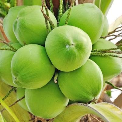 Tender coconut
