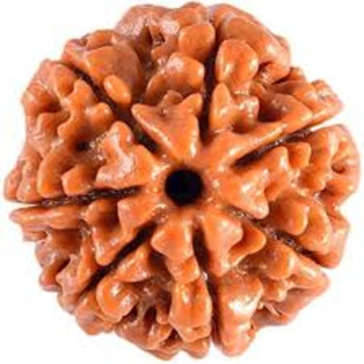 7 Mukhi rudraksha