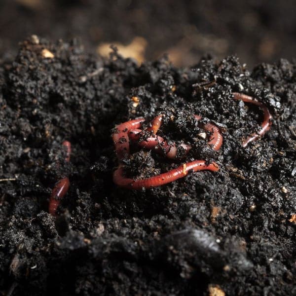 Vermi Compost
