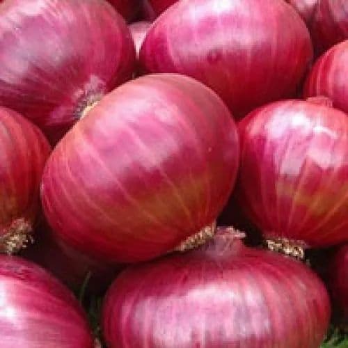ONION