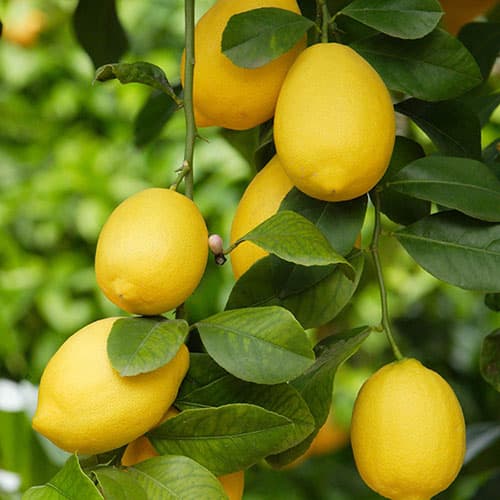 Lemon