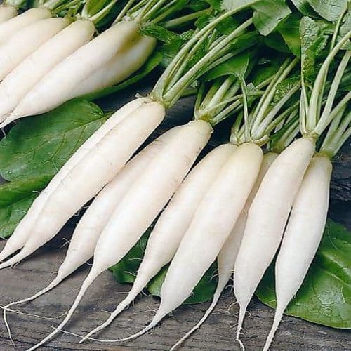 Radishes