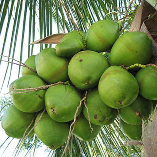 Coconut