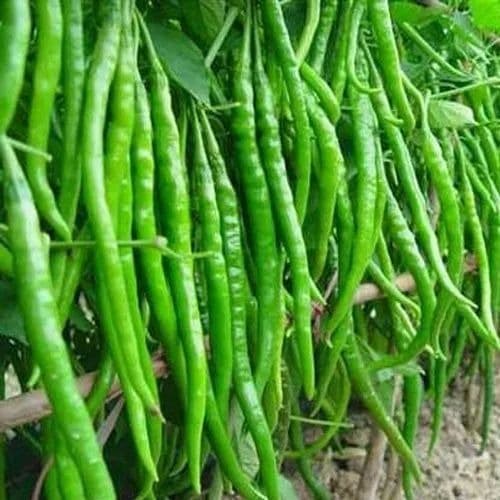 green chilli