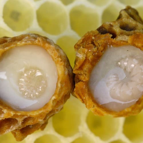 Bees Royal Jelly