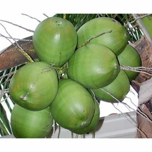 Tender Coconut