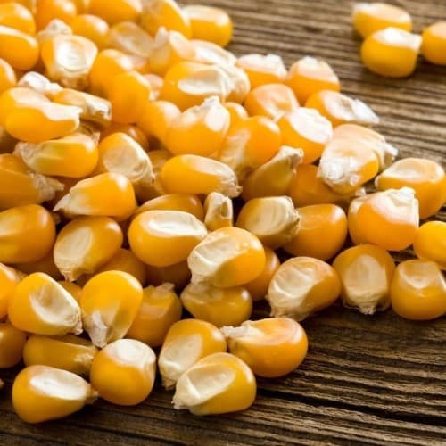 Yellow Maize