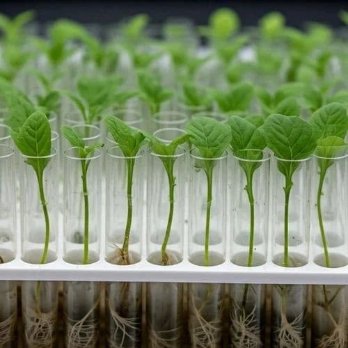 Tissue Culture Plants