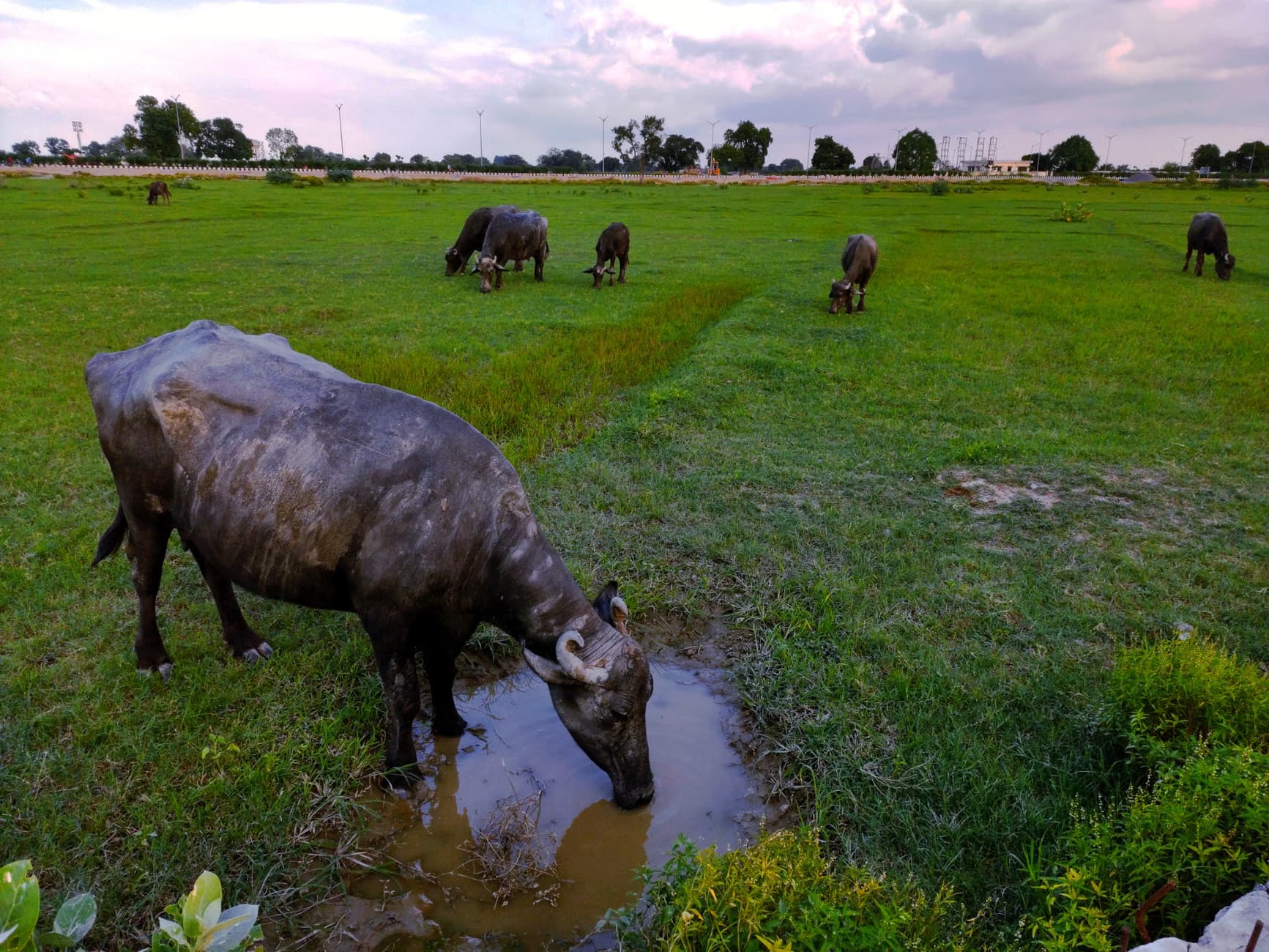 Buffalo Ghee
