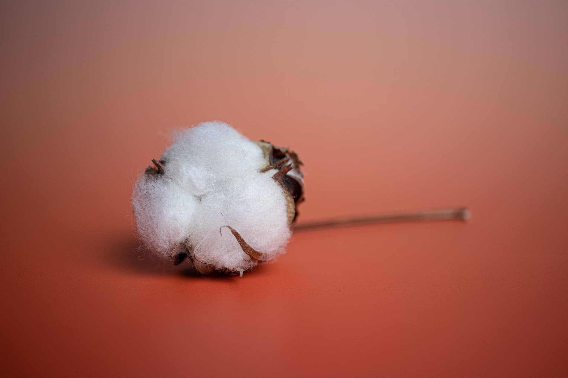 Raw cotton