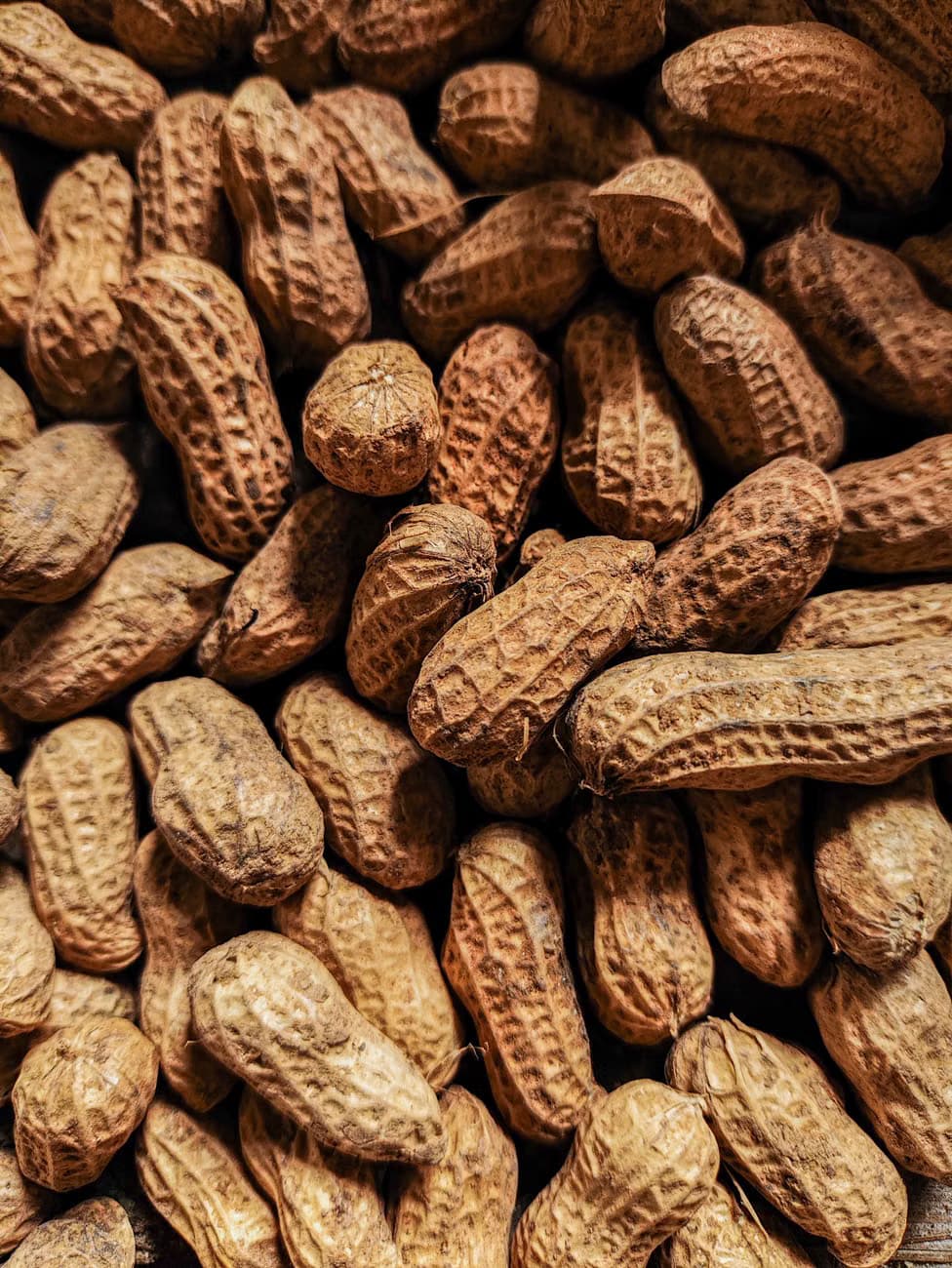 PEANUTS (JAVA / TJ JAVA)