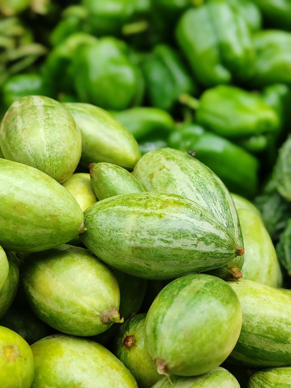 Pointed gourd