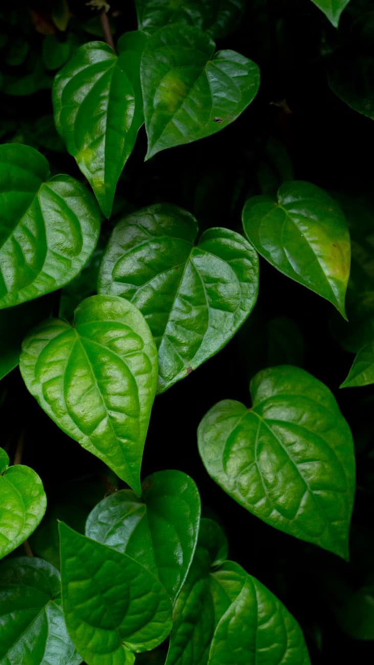 Betel leaf
