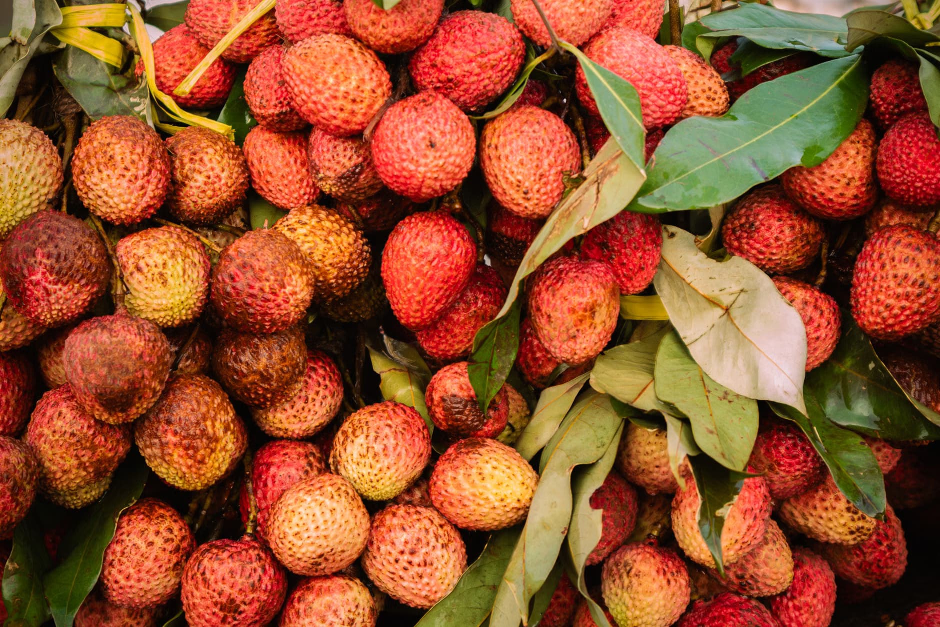 Litchi