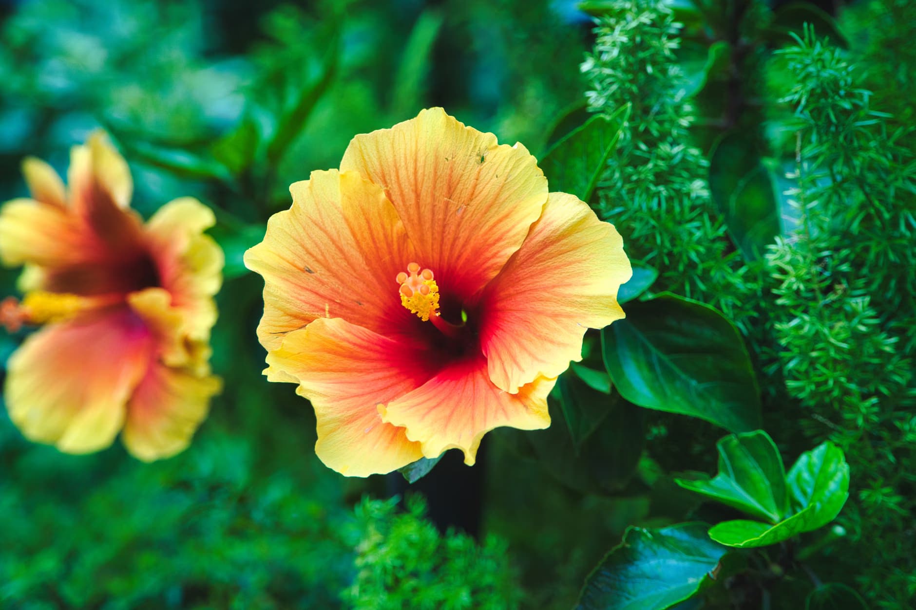 Hibiscus