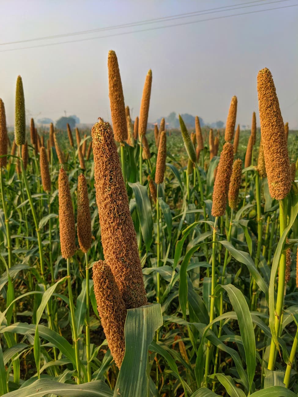 Millet