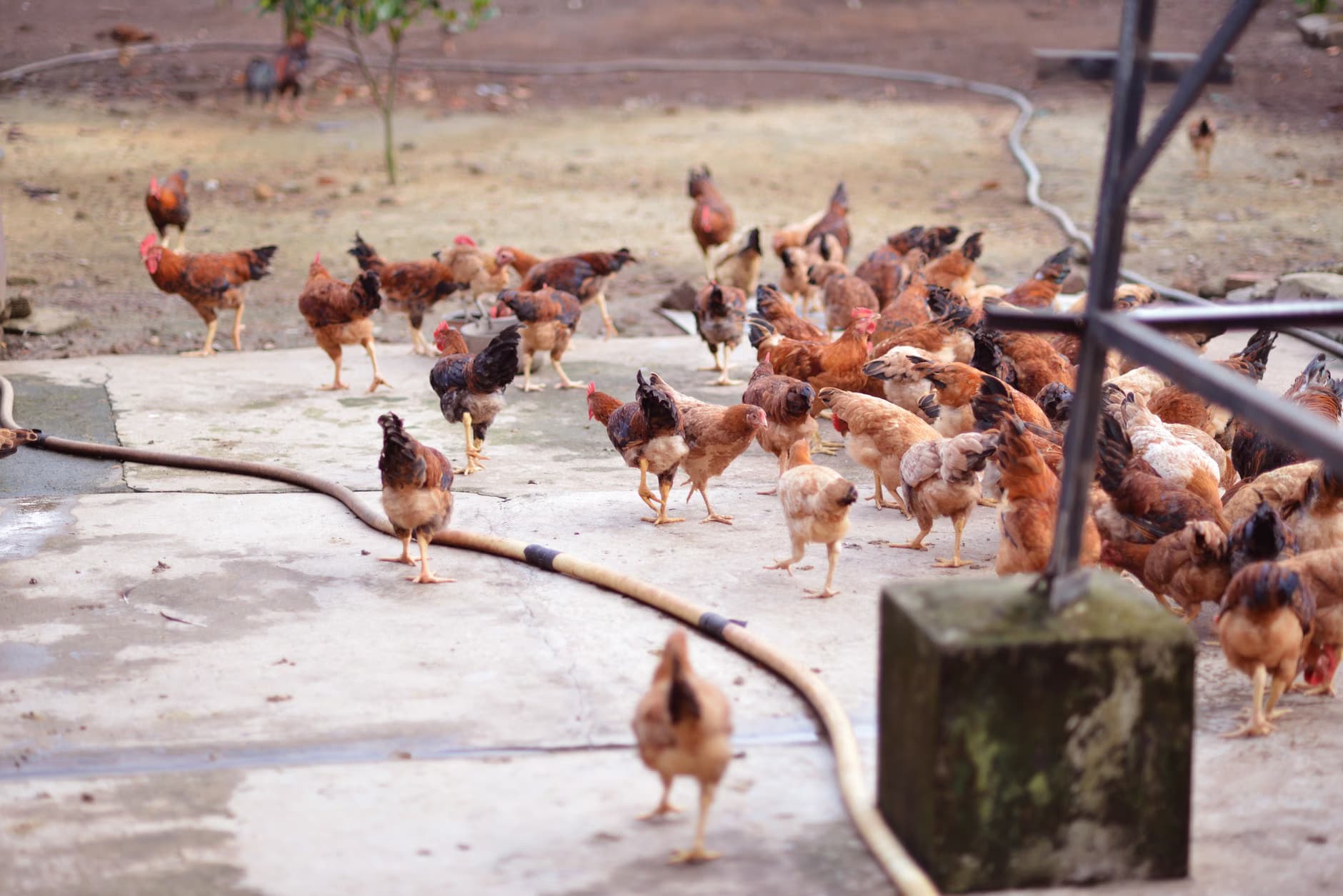 Giriraja Chicken