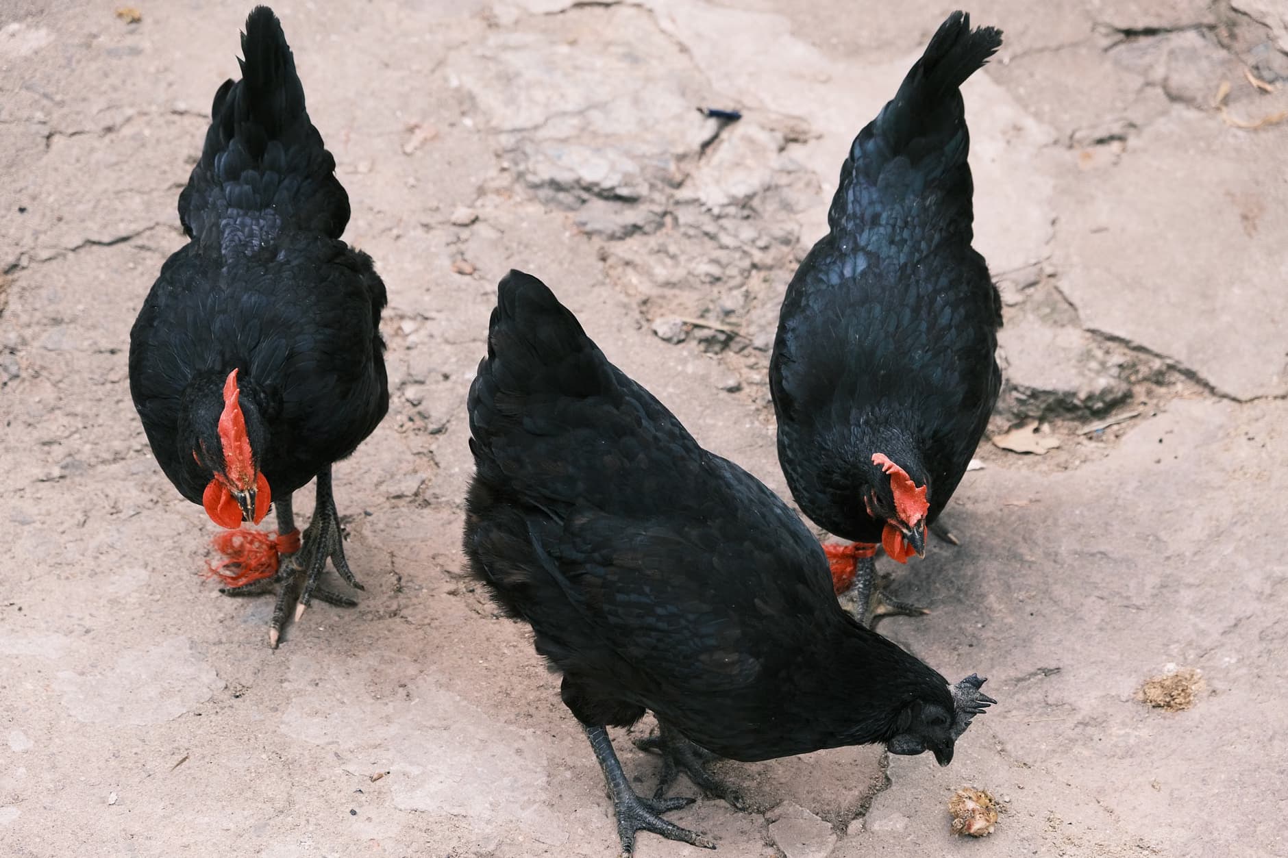 kadaknath chicken