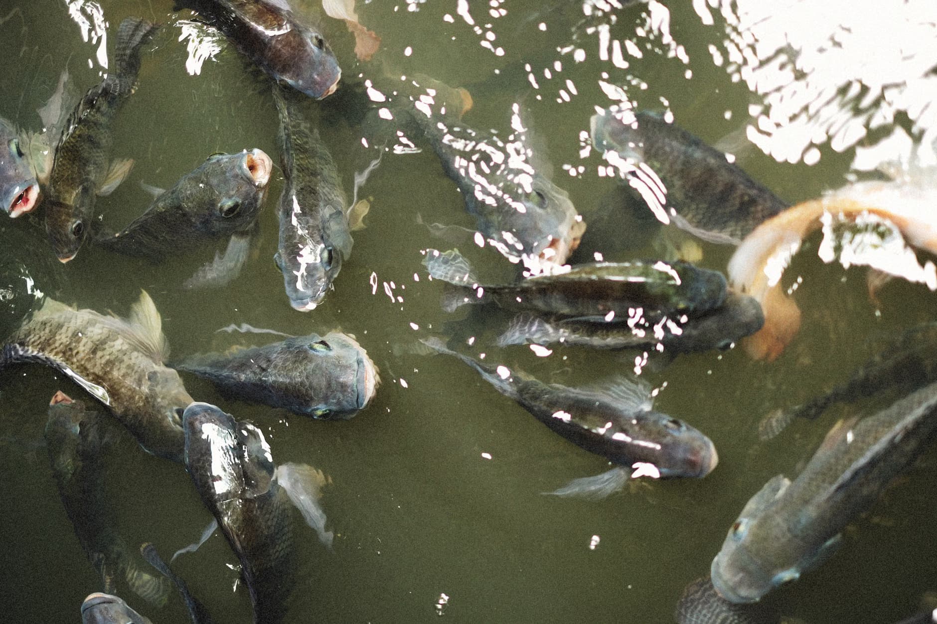 Fish