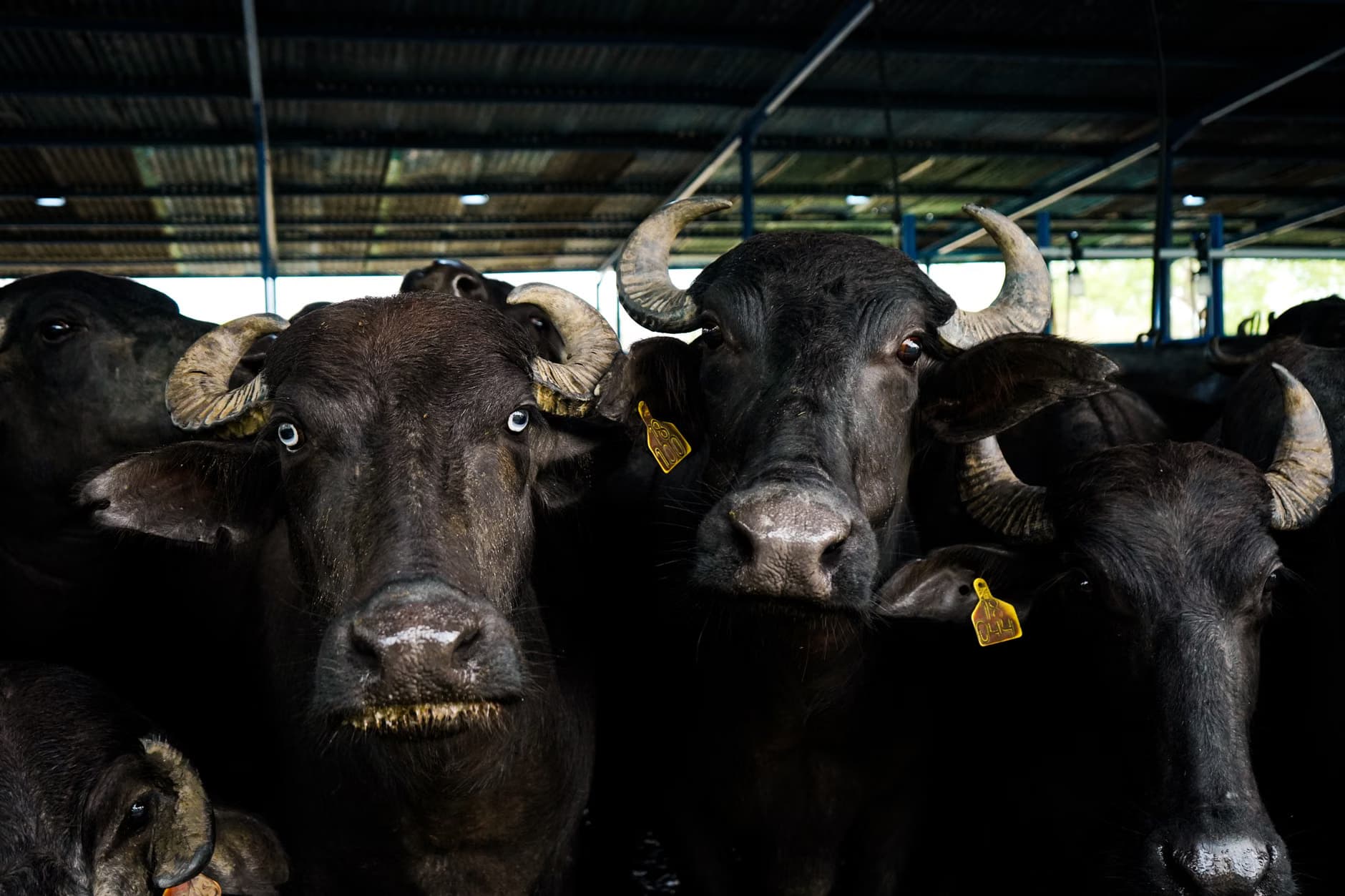 Buffalo meat