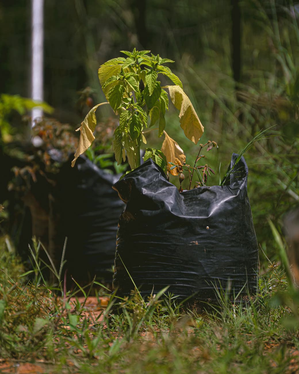 grow bags