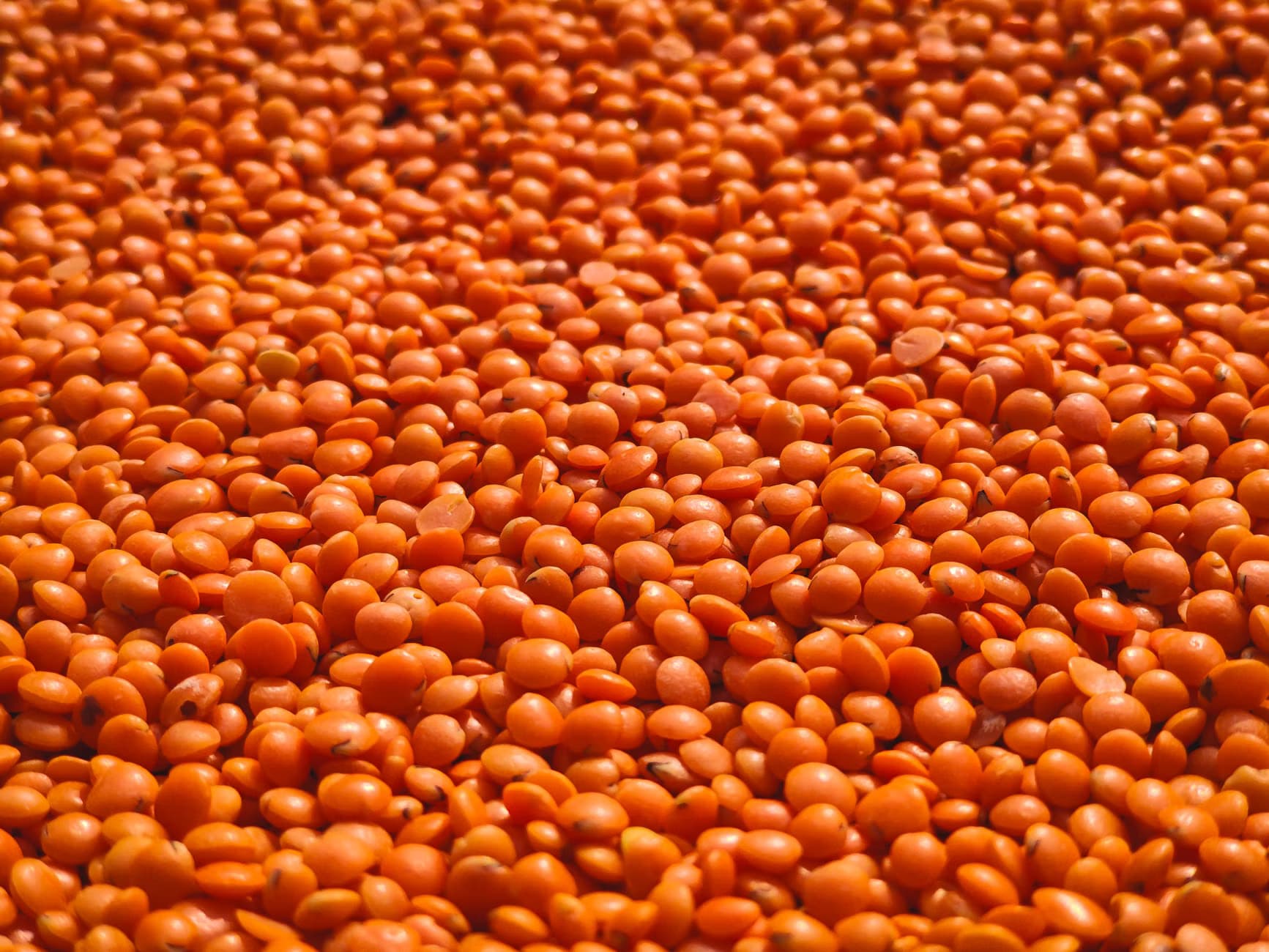 Redgram dal ( Pulse )