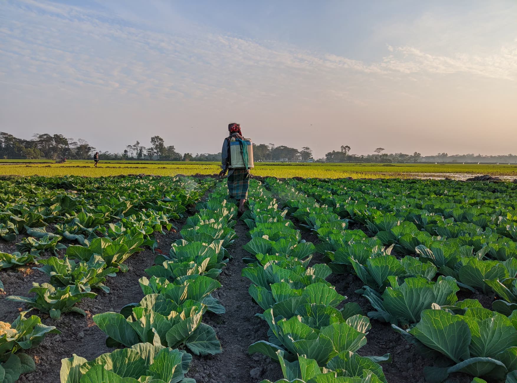 Curadie Biofungicide