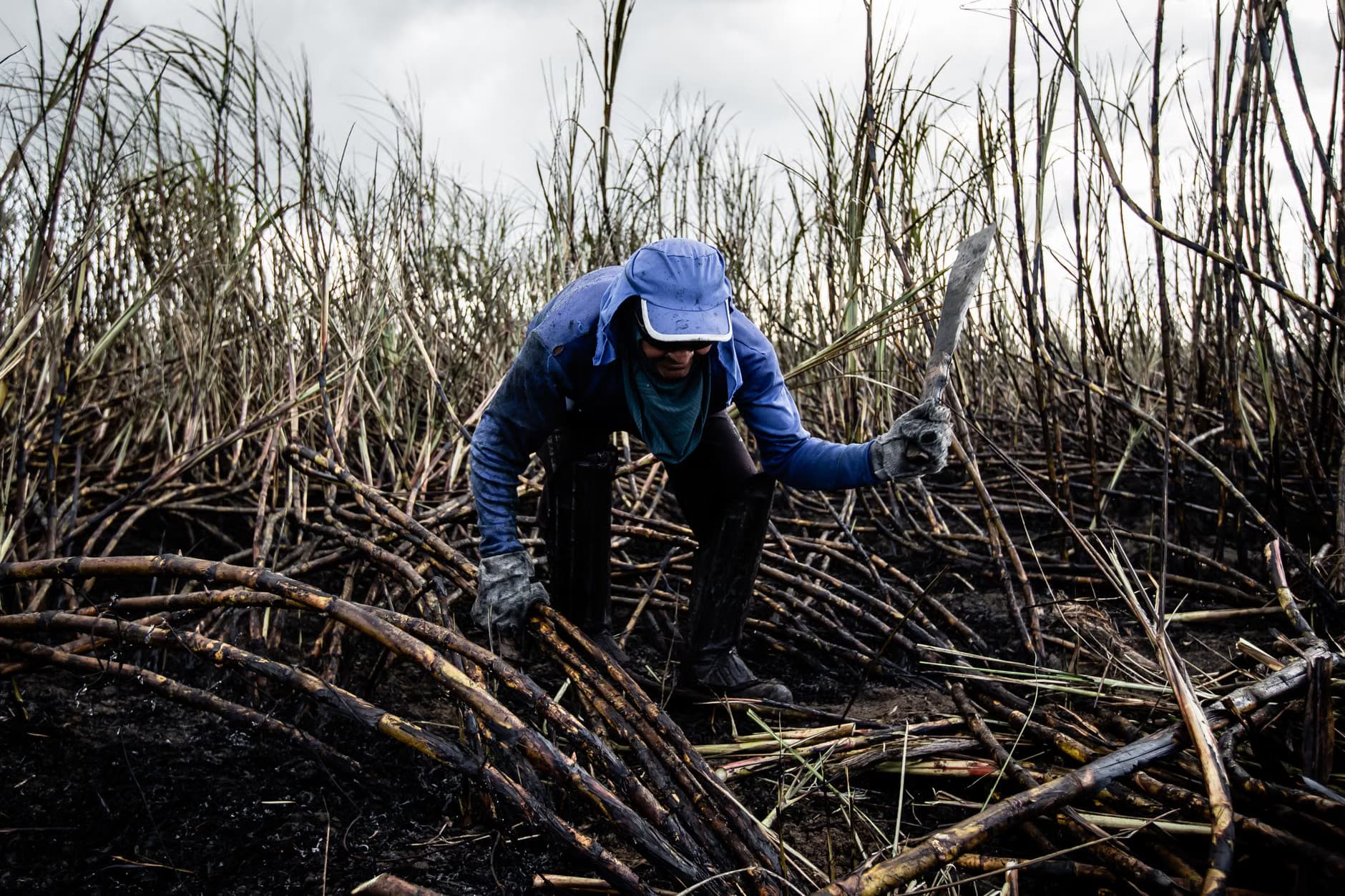Sugarcane