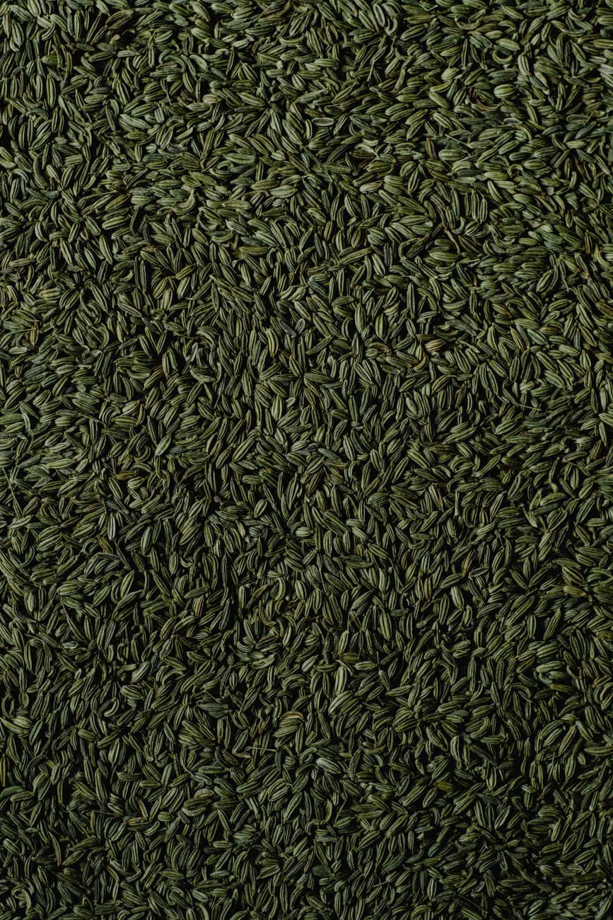 Fennel Seeds