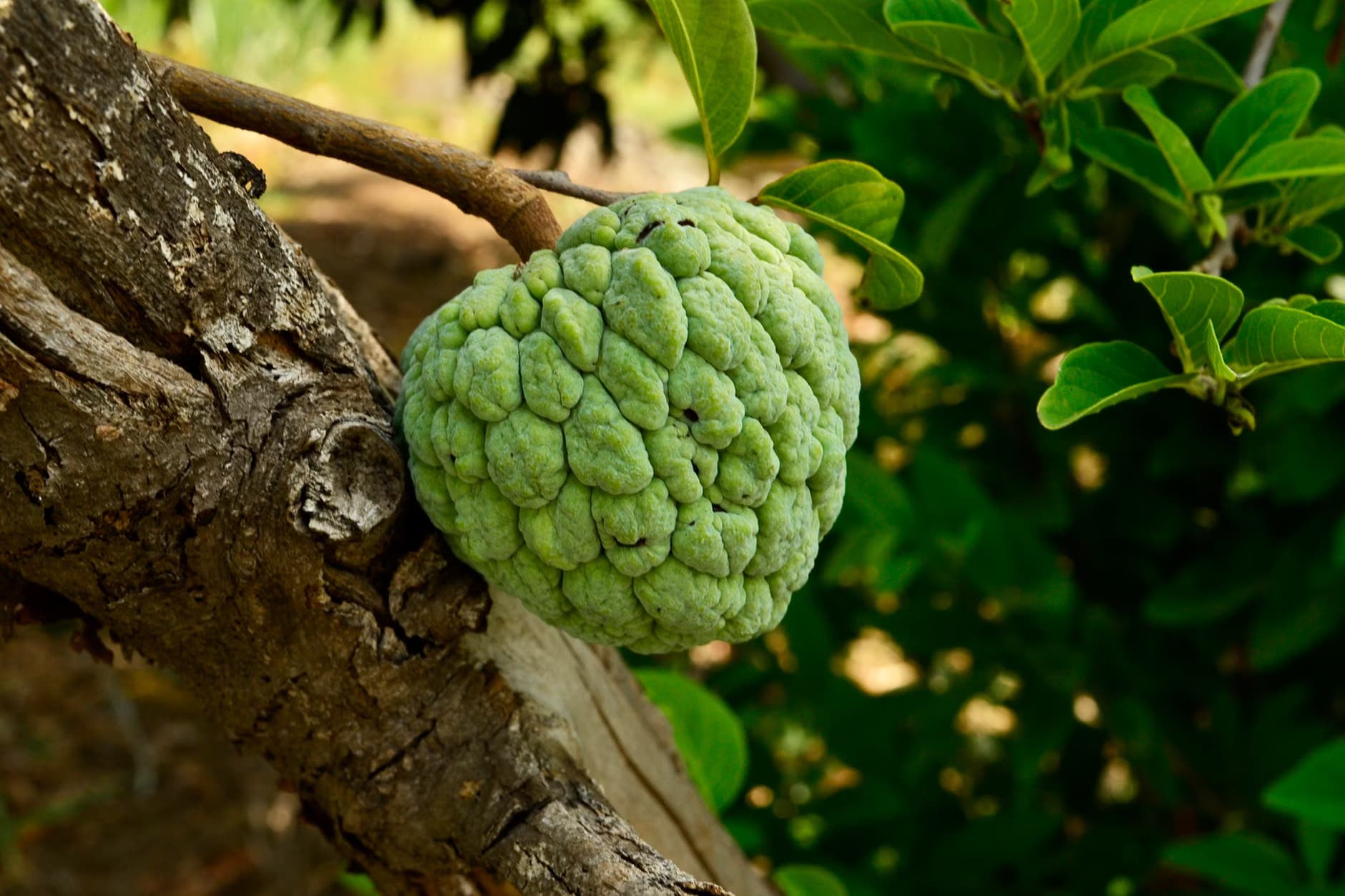 Frozen Custard Apple Pulp