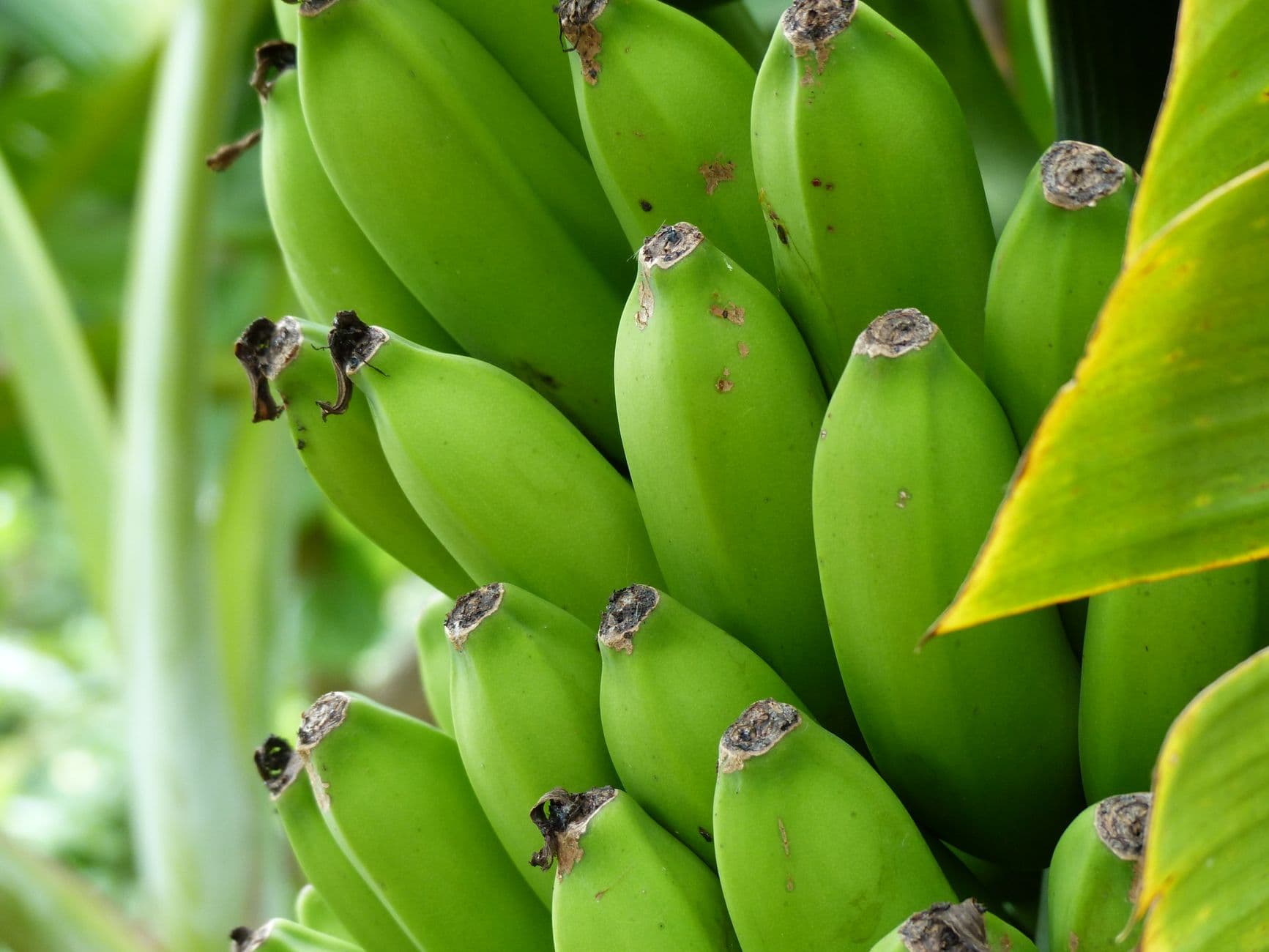 Raw Green Banana